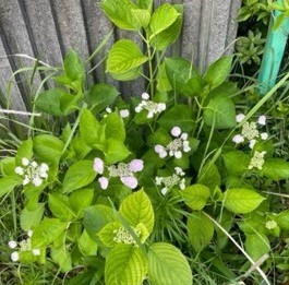 梅雨の風物詩